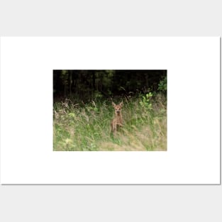 Baby deer in the woods Posters and Art